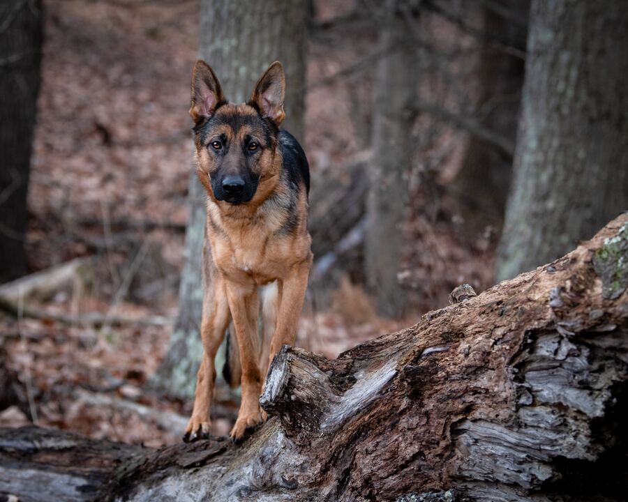 A German Shepherd standing on a fallen log in the woods