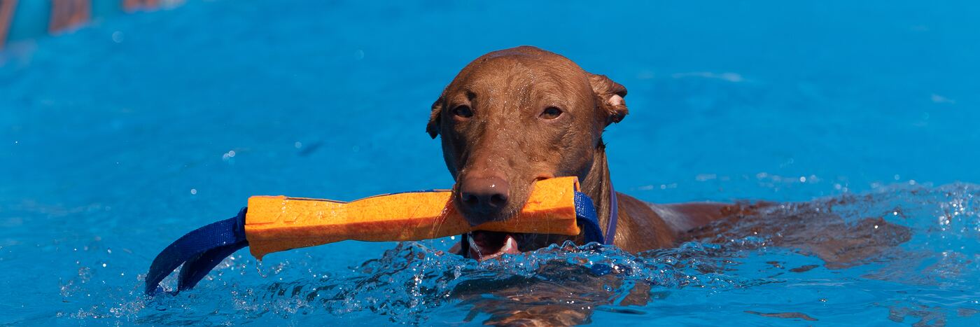 A dog swimming back with the bumper after a dock-diving jump