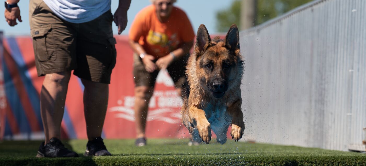 A German Shepherd at full stride down a Fast CAT run, all four feet off the ground, handlers waiting at the end of the lane.
